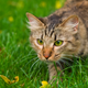 Illustration for article titled Cats are the leading cause of death for Canada’s birds